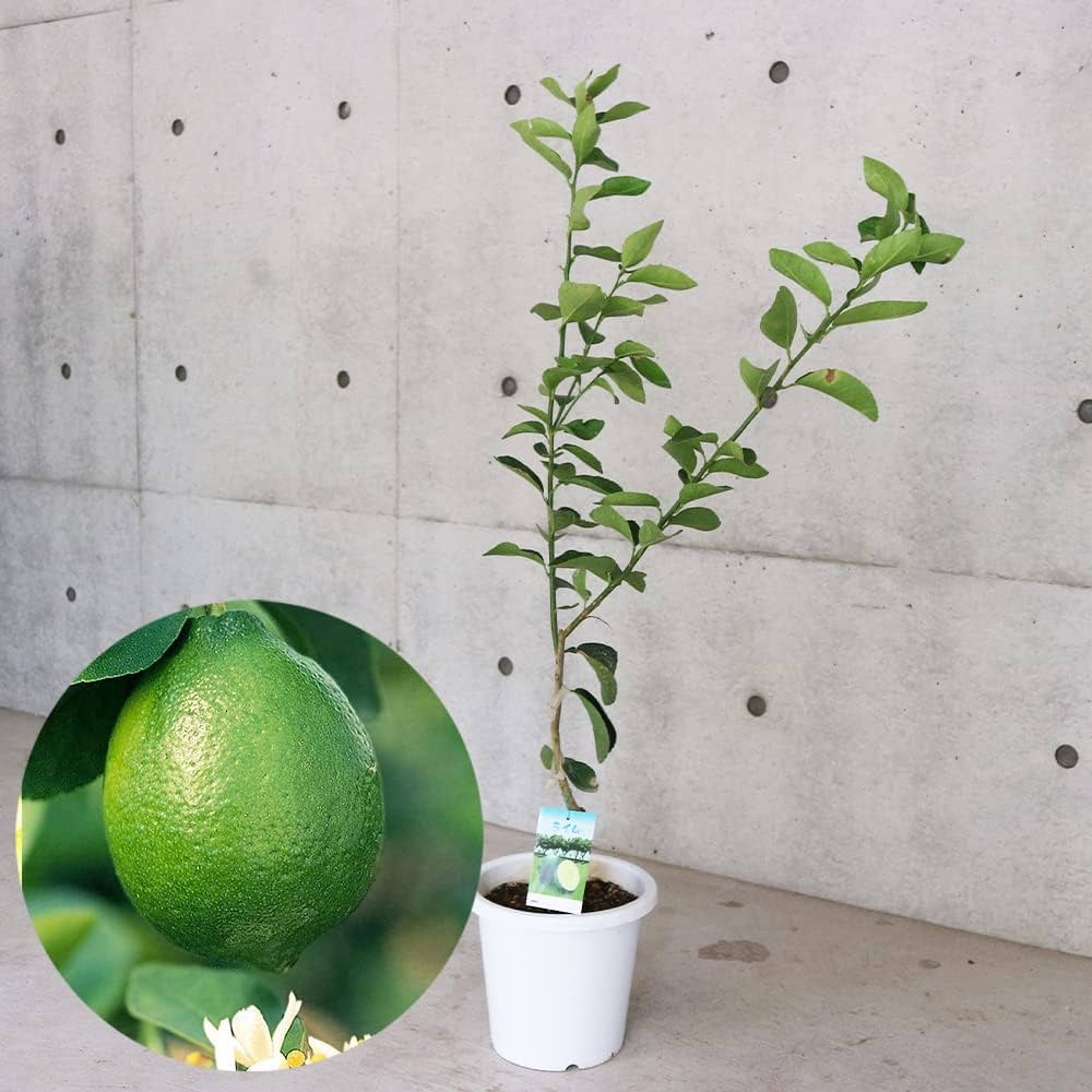 7年生フィンガーライム実生苗／果実肥大中樹高170センチ10号鉢植え